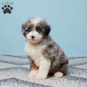 Frankie, Mini Aussiedoodle Puppy